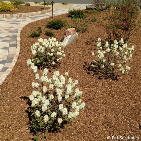 Fothergilla - a unique, easy-care, multi-season flowering shrub! - Pet ...