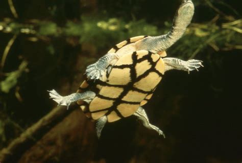 Eastern Snake-necked Turtle - The Australian Museum