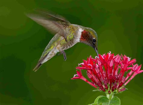 Ruby-Throated Hummingbird Facts