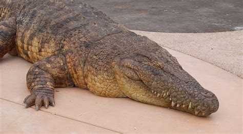 Salt water crocodile - San Francisco Zoo & Gardens