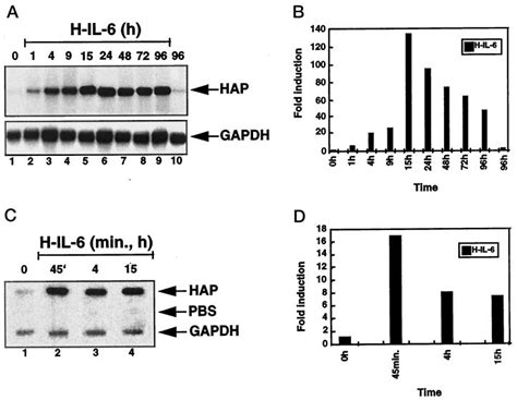 Increased haptoglobin gene transcription in HepG2 cells after HIL-6 ...