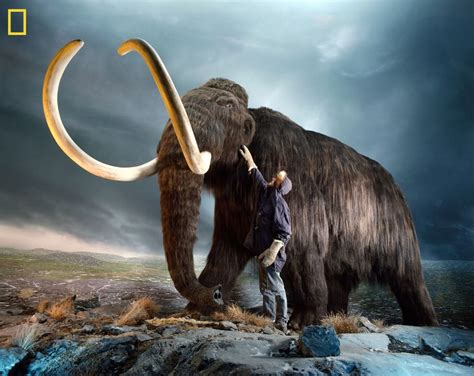 Woolly Mammoth DNA Inserted into Elephant Cells | Live Science