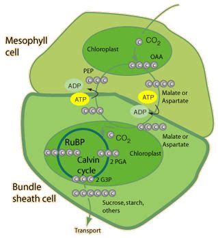 Difference between C3 and C4 cycle | Difference between | Pinterest