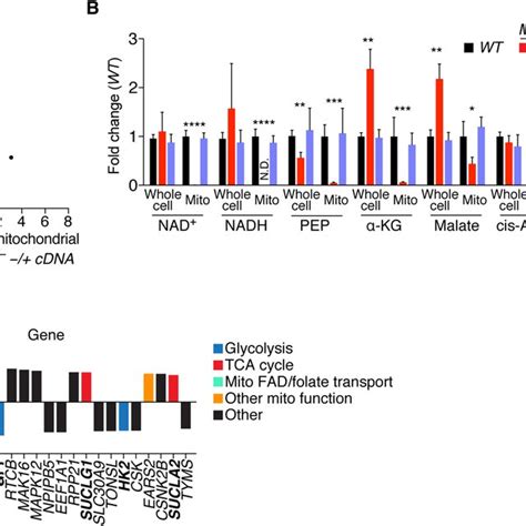 Mitochondrial NAD uptake depends on MCART1. (A) Transport of NAD + into ...