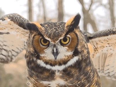 Eyes Owl GIF - Find & Share on GIPHY