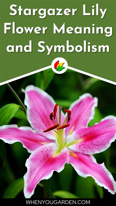 Stargazer Lily Flower Meaning and Symbolism - WhenYouGarden.com