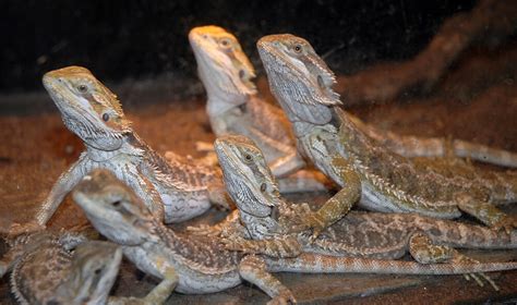 Gigantic Monitor Lizard From New Guinea Found In Family's Back Yard