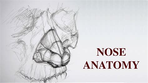 Nose Drawing Part #1 - Advanced Anatomy for Artists - YouTube