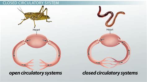 Closed Circulatory System: Definition & Advantage - Lesson | Study.com