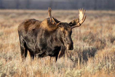 "Moose Antlers" Images – Browse 383 Stock Photos, Vectors, and Video ...