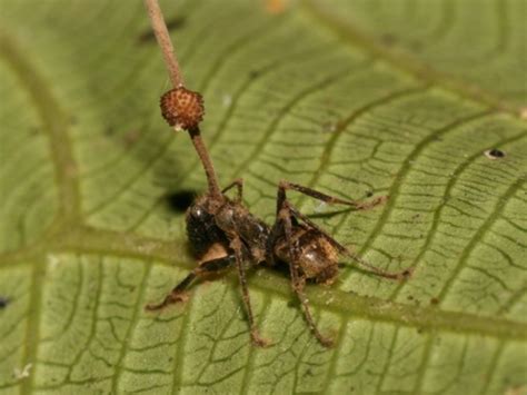 The real-life zombie fungus that inspired The Last Of Us | The Kingston ...