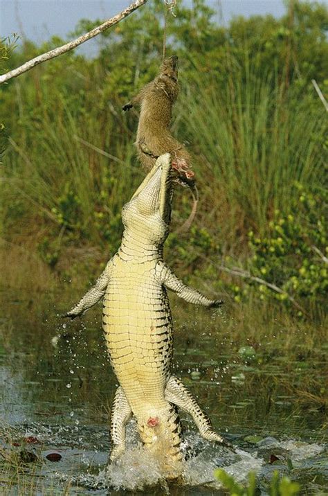 Cuban Crocodile Facts and Pictures | Reptile Fact