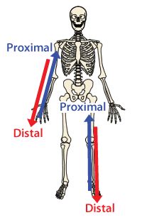 Proximale Drucksyndrome An Den Unteren Extremitten