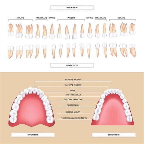 Youve probably noticed that your teeth arent all the same shape but do ...