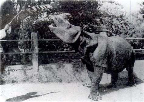 The Javan rhino is now extinct - Strange Sounds