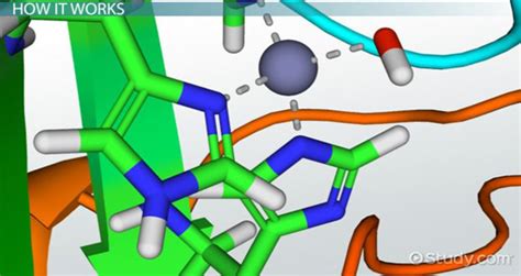 Catalase Is Found In