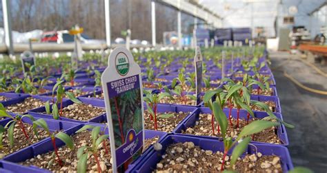 Lavender Fields Herb Farm