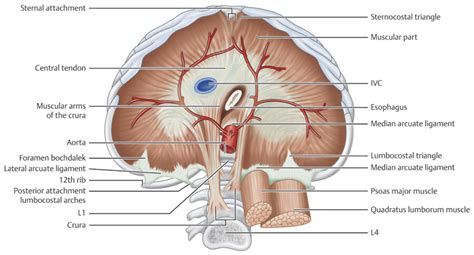 10 Diaphragm | Radiology Key