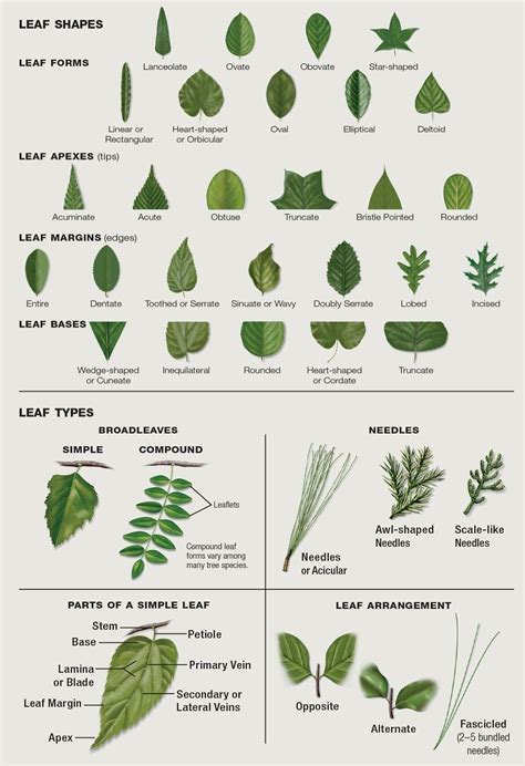 Leaf Identification | Leaf identification, Plant leaf identification ...