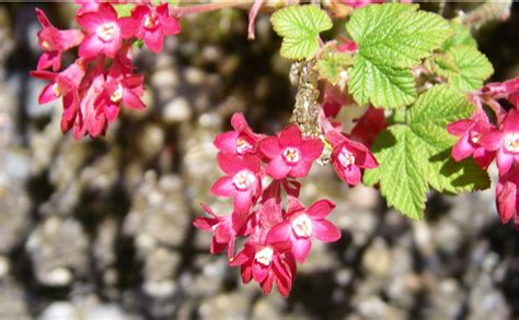 Red Flowering Currant, Ribes sanguineum | Native Plants PNW