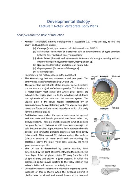 Lecture 3 Notes (Vertebrate Body Plan) - Developmental Biology Lecture ...