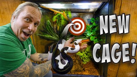 $6000 Gorgeous Snake Gets New Cage!!! - YouTube