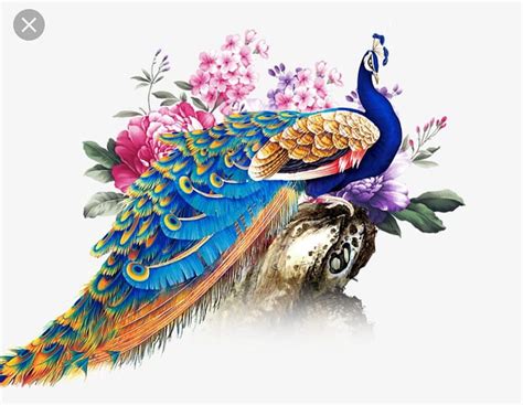 HD peacock wallpapers | Peakpx