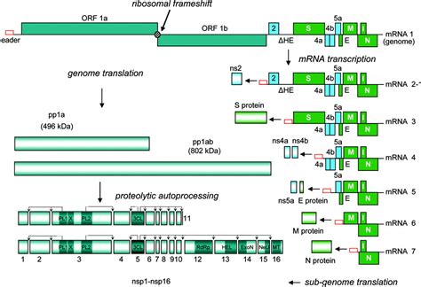 COVID-19: The biology of an effective therapy | Ars Technica