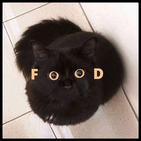 Cat Chit Chat: Black cat's eyes spell FOOD