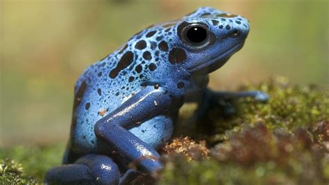 Poison dart frogs: Facts about these deadly amphibians | Live Science