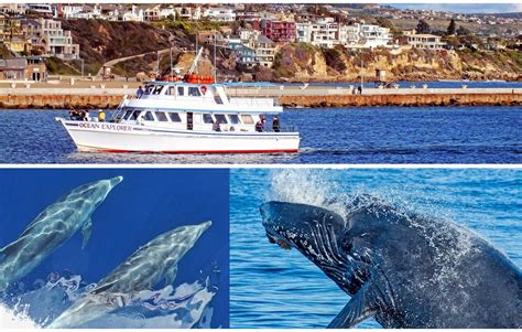 Whale Watching off Orange County from Newport Harbor-Orange County ...