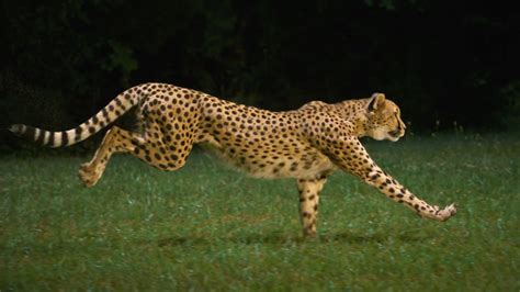 Slow-Motion Cheetah - NWF | Ranger Rick