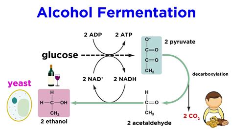 Anaerobic Respiration and Fermentation - YouTube