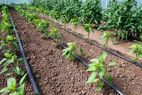 How to Build and Irrigate Your Veggie Garden | Ryno Hire