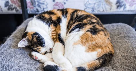 The Calico Cat Personality | PetPlace.com