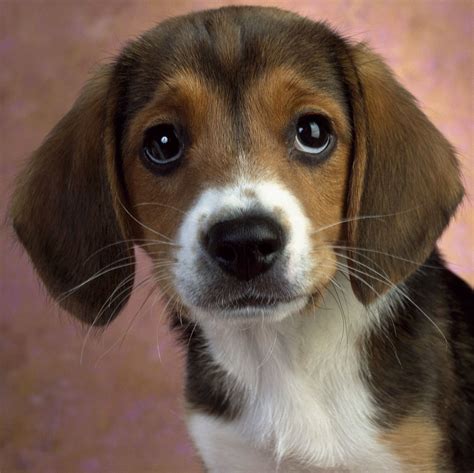 The dog in world: Beagle dogs