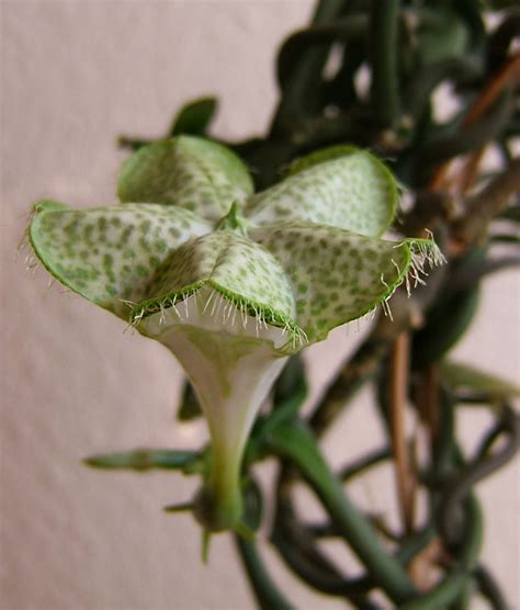 Ceropegia sandersonii - Wikipedia