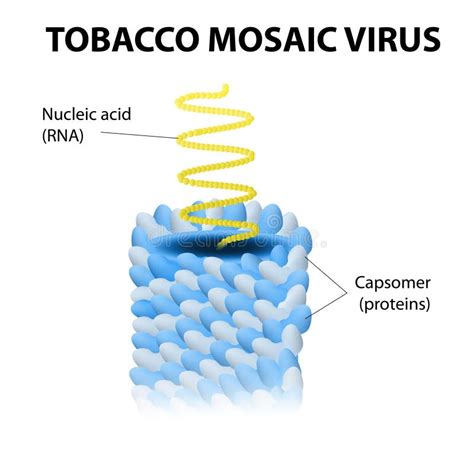 Tobacco Mosaic Virus