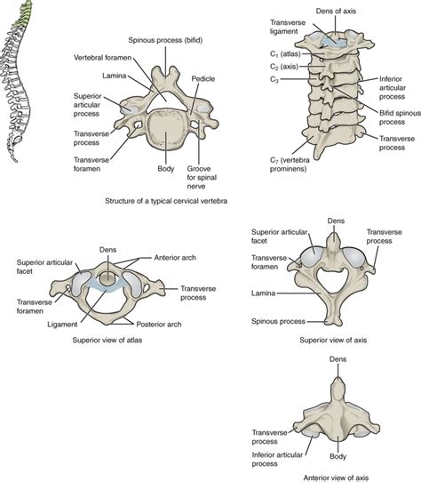 [Figure, Cervical Vertebrae. A. Superior view...] - StatPearls - NCBI ...