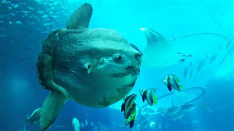 What Do Sunfish Eat? (Diets & Facts)