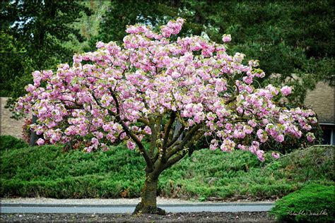 Kwanzan Cherry Blossom Tree - Beautiful, large, bright pink globes of ...