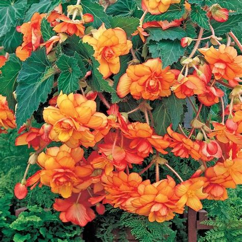 Yellow & Red Begonia Bulbs For Sale | Hanging Basket Picotee | Begonia ...