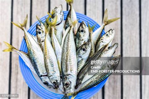 Small Edible Fish Photos and Premium High Res Pictures - Getty Images