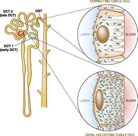 Distal convoluted tubule - MEDizzy