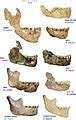 Category:Homo habilis fossils - Wikimedia Commons