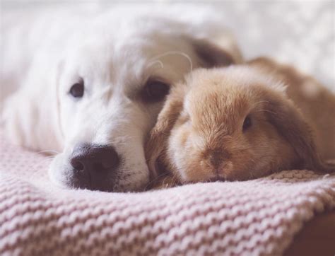 #puppy #bunny #bunnies #puppies