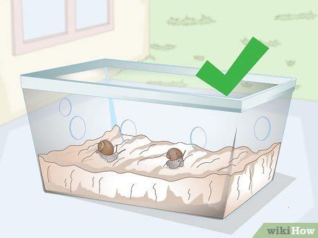 How to Breed a Pet Snail: 10 Steps (with Pictures) - wikiHow