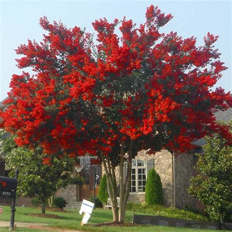 My Published Articles for ViewsHound: A Red Crape Myrtle Tree for My Yard