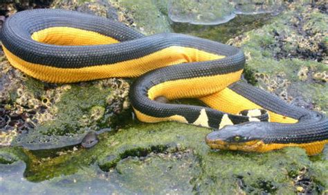 Rare yellow-bellied venomous sea snake washed ashore in California ...