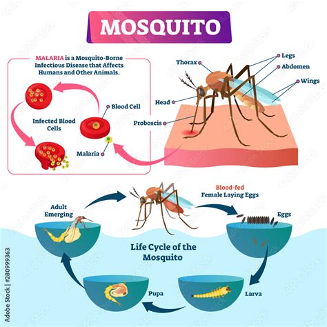 Mosquito Vector Illustration Labeled Insects Species With Malaria | The ...